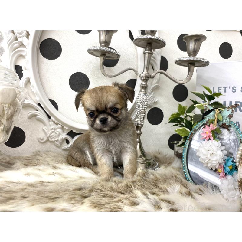 販売中の京都府のチワワ(ロングコート)-448464の3枚目