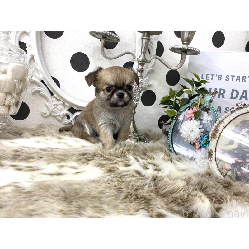 販売中の京都府のチワワ(ロングコート)-448464の2枚目