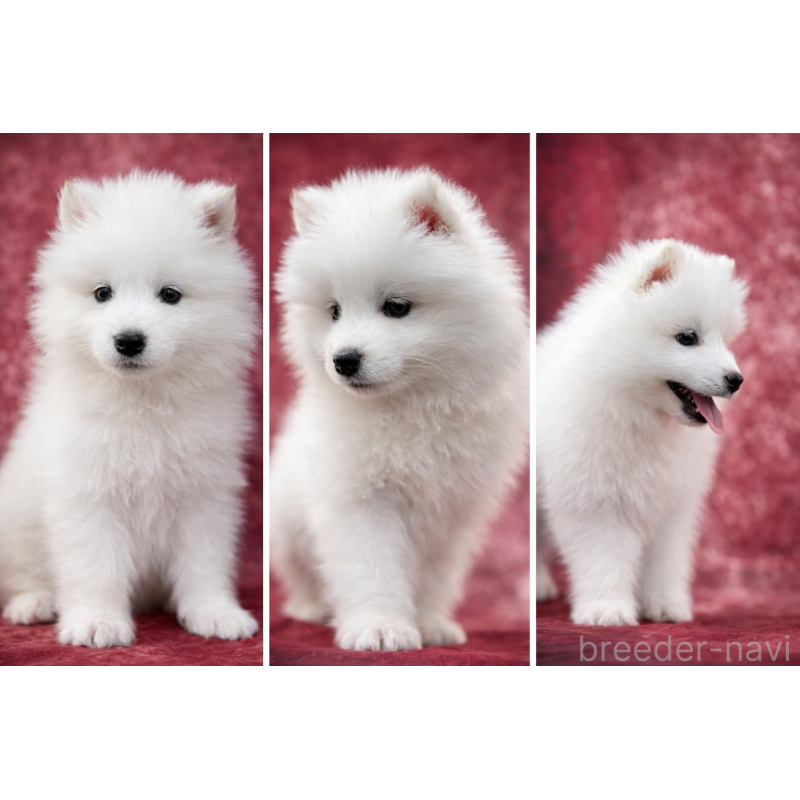 販売中の埼玉県のサモエド-448467の17枚目