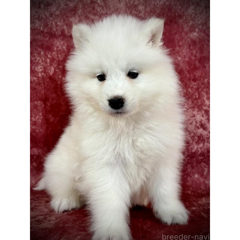 販売中の埼玉県のサモエド-448467の16枚目