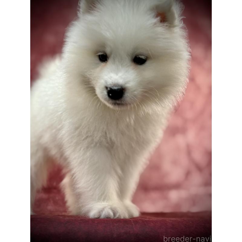 販売中の埼玉県のサモエド-448467の15枚目