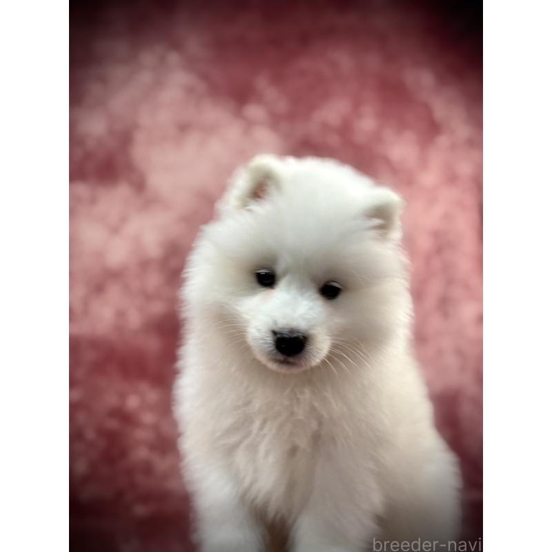 販売中の埼玉県のサモエド-448467の13枚目