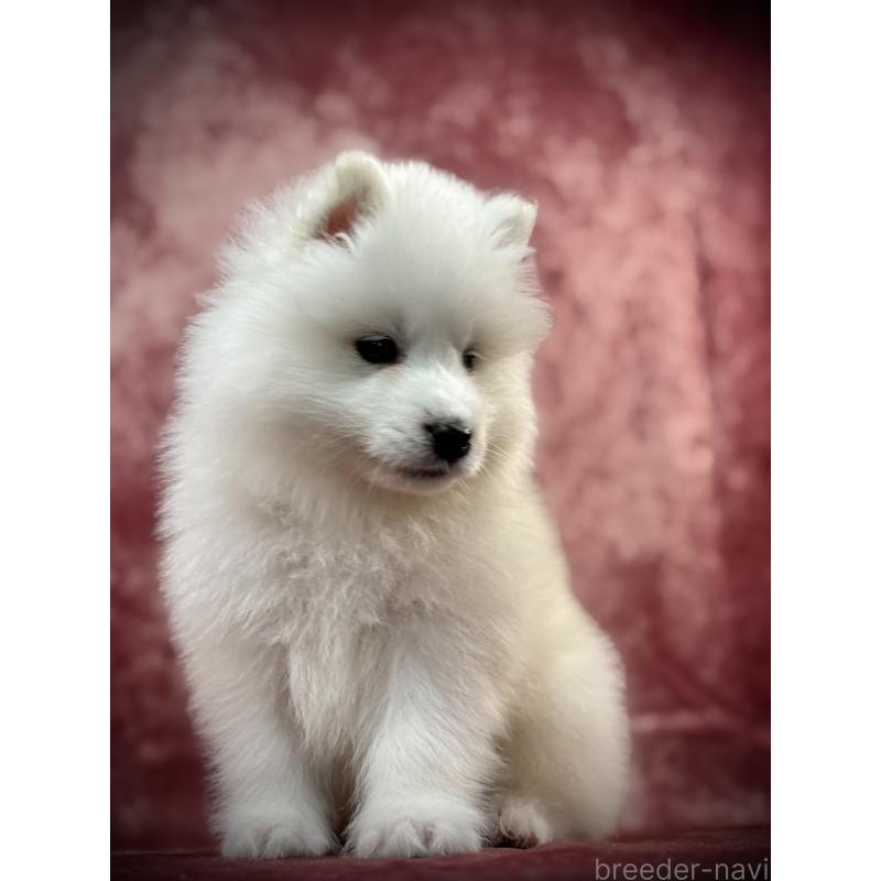 販売中の埼玉県のサモエド-448467の12枚目