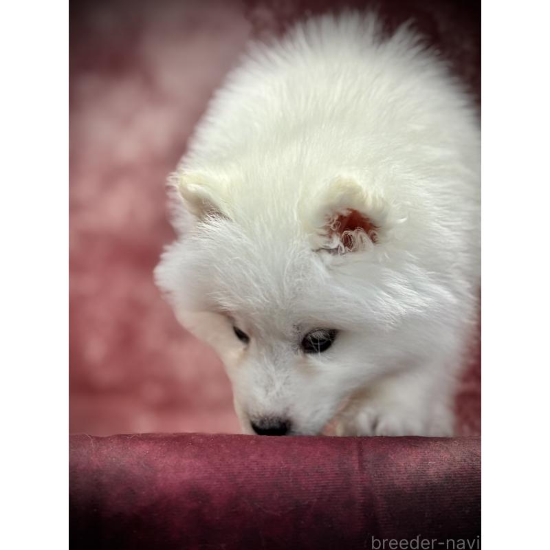 販売中の埼玉県のサモエド-448467の11枚目