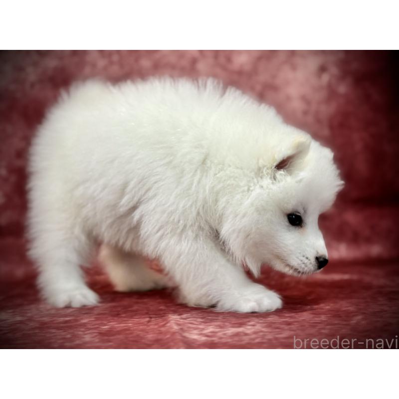 販売中の埼玉県のサモエド-448467の10枚目