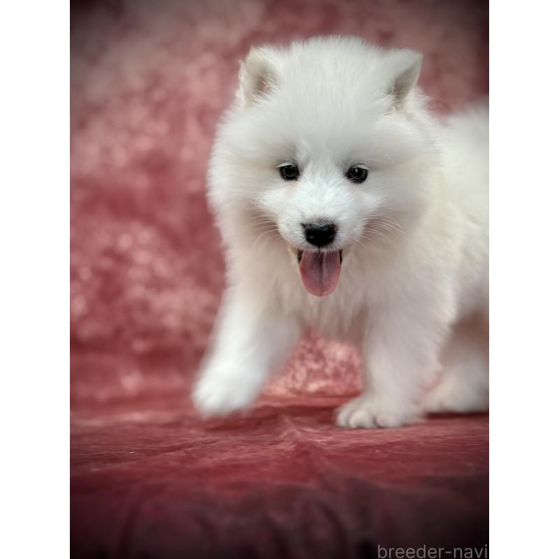 販売中の埼玉県のサモエド-448467の9枚目