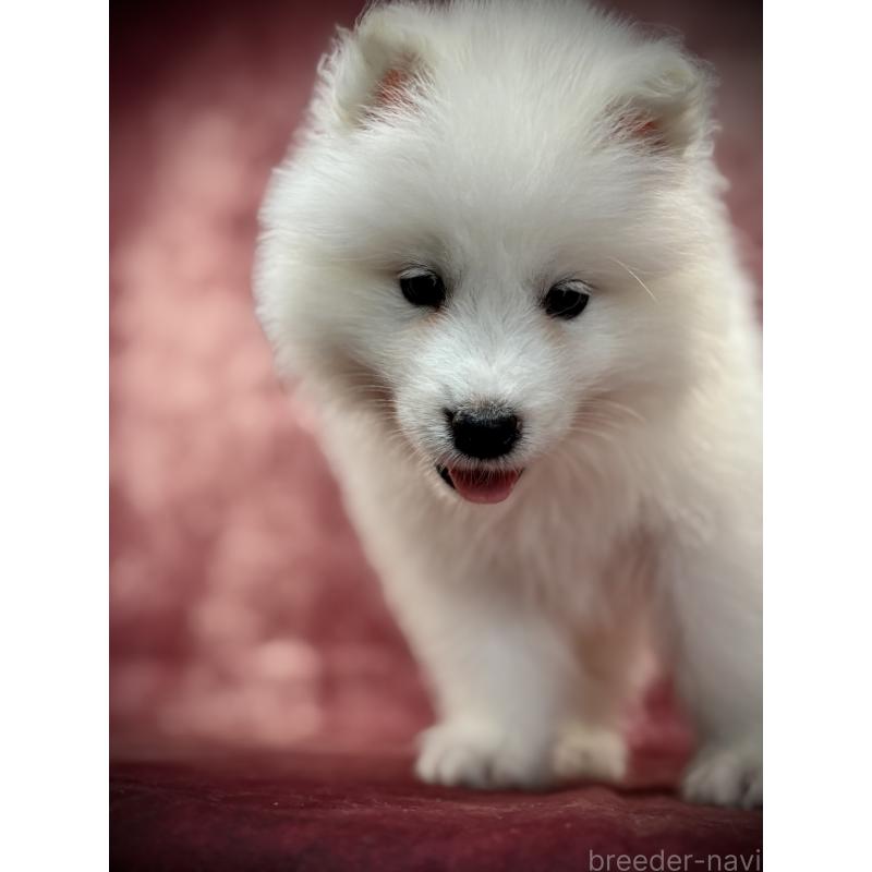 販売中の埼玉県のサモエド-448467の8枚目