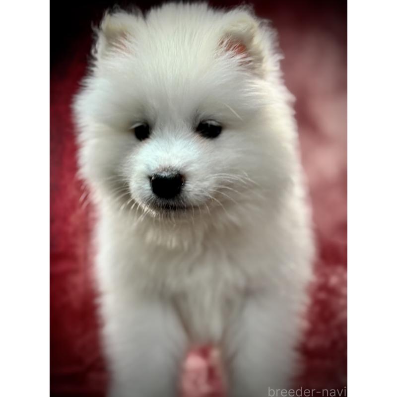 販売中の埼玉県のサモエド-448467の7枚目