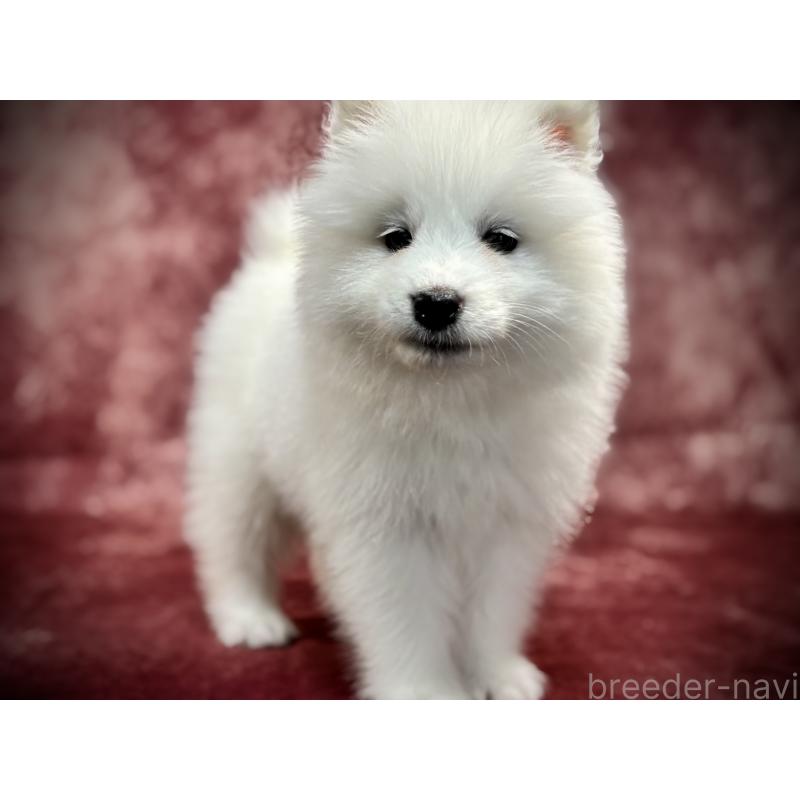 販売中の埼玉県のサモエド-448467の6枚目