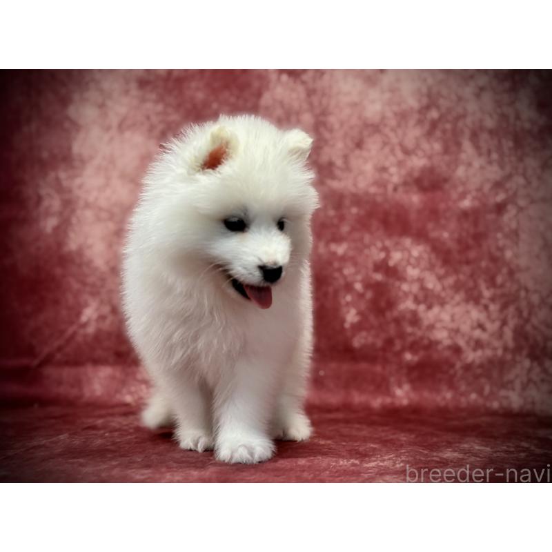 販売中の埼玉県のサモエド-448467の5枚目