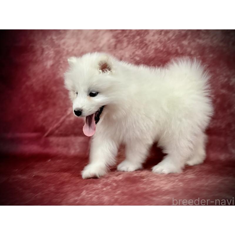 販売中の埼玉県のサモエド-448467の4枚目