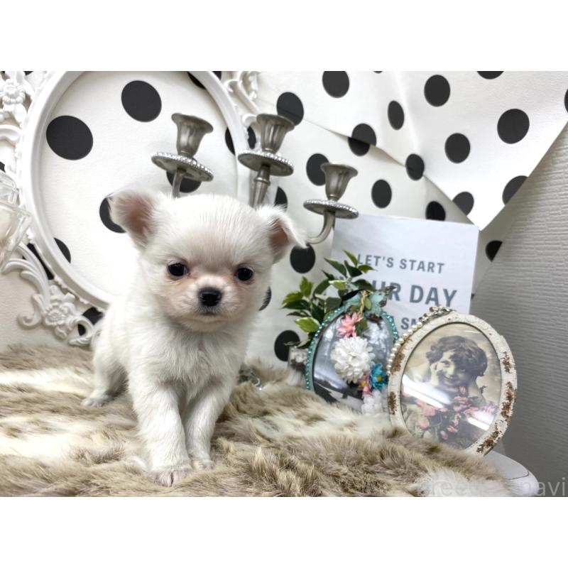 販売中の京都府のチワワ(ロングコート)-448466の5枚目