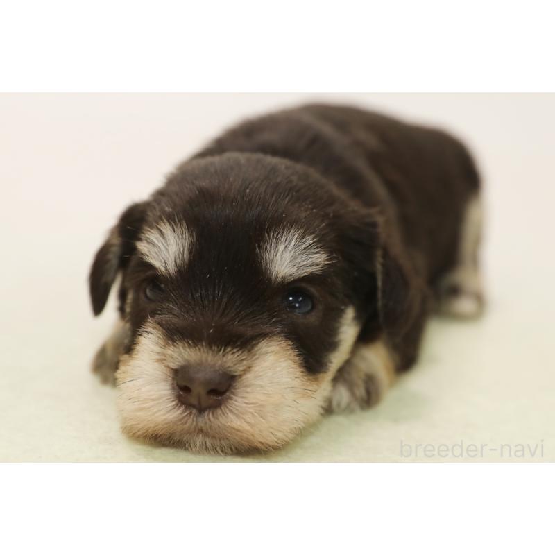販売中の神奈川県のミニチュアシュナウザー-447481
