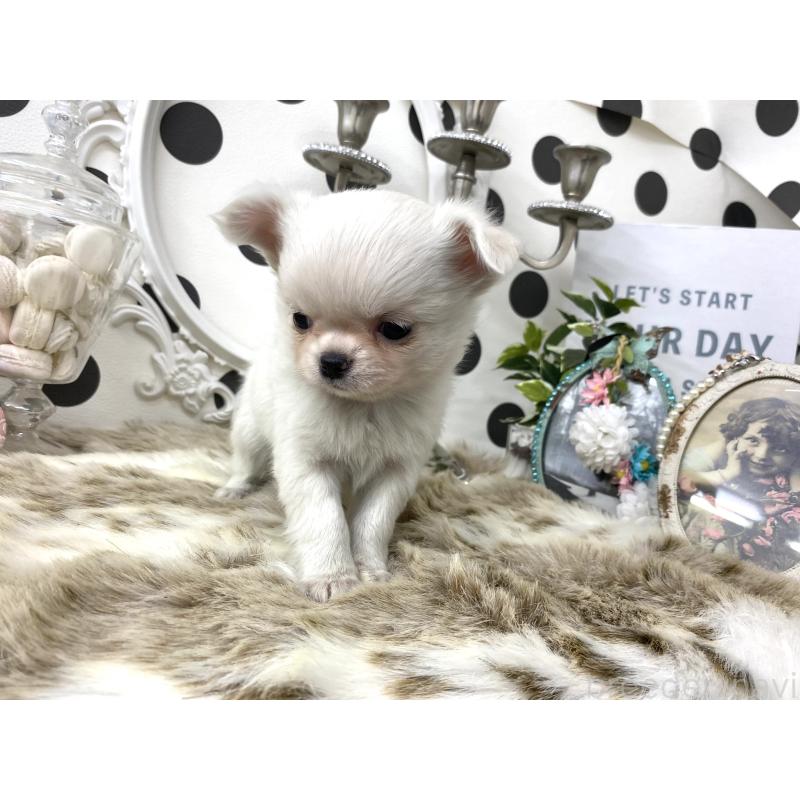 販売中の京都府のチワワ(ロングコート)-448466の4枚目