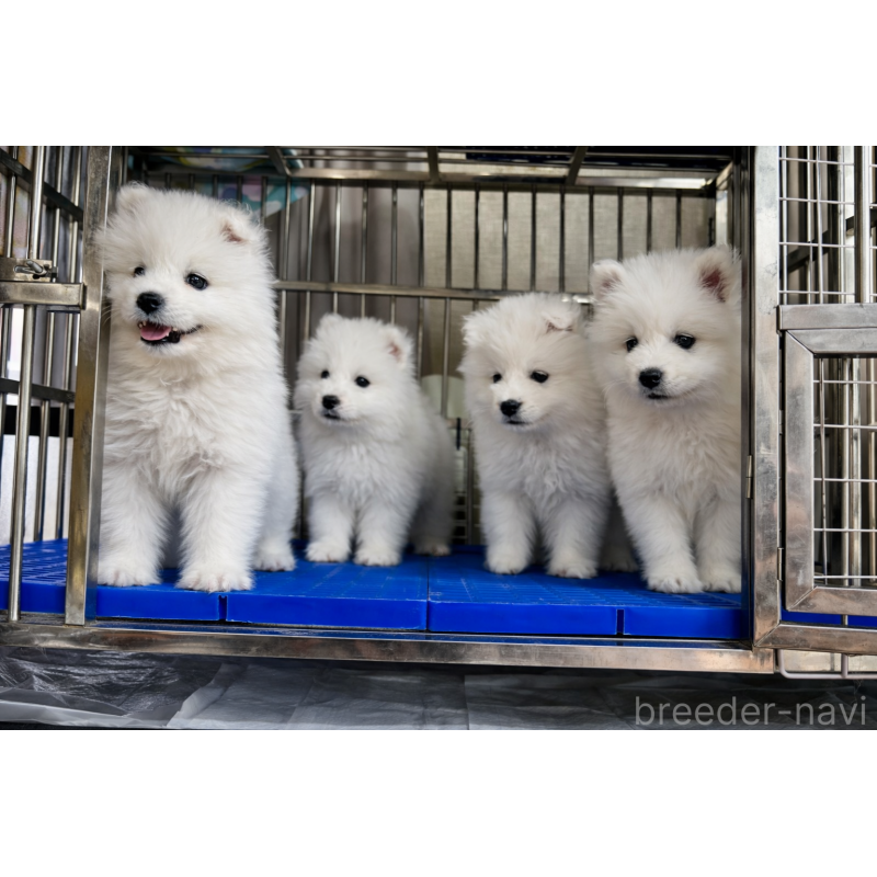 販売中の埼玉県のサモエド-448467の2枚目