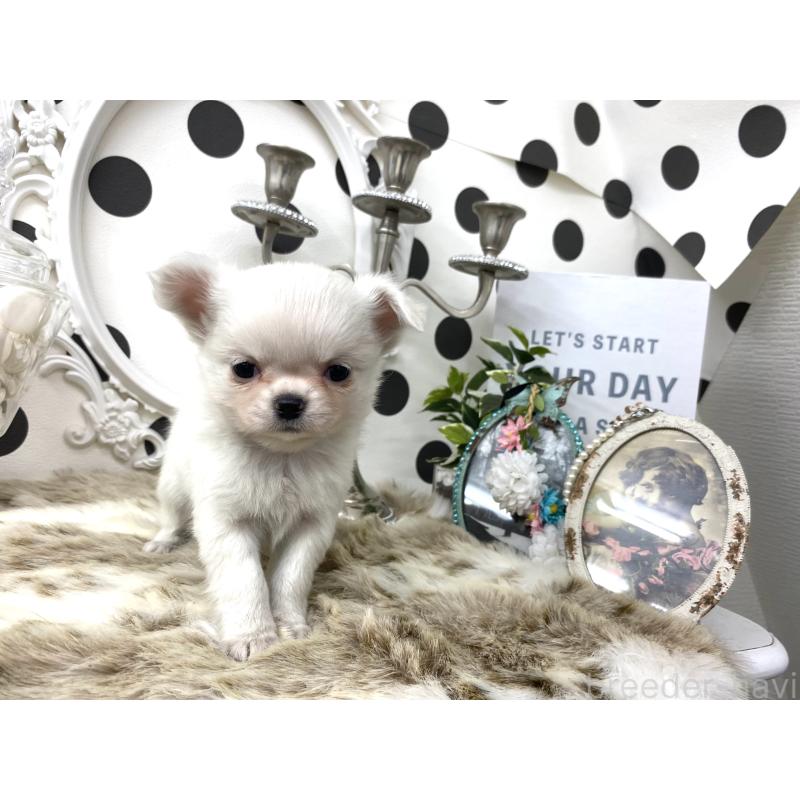 販売中の京都府のチワワ(ロングコート)-448466の3枚目