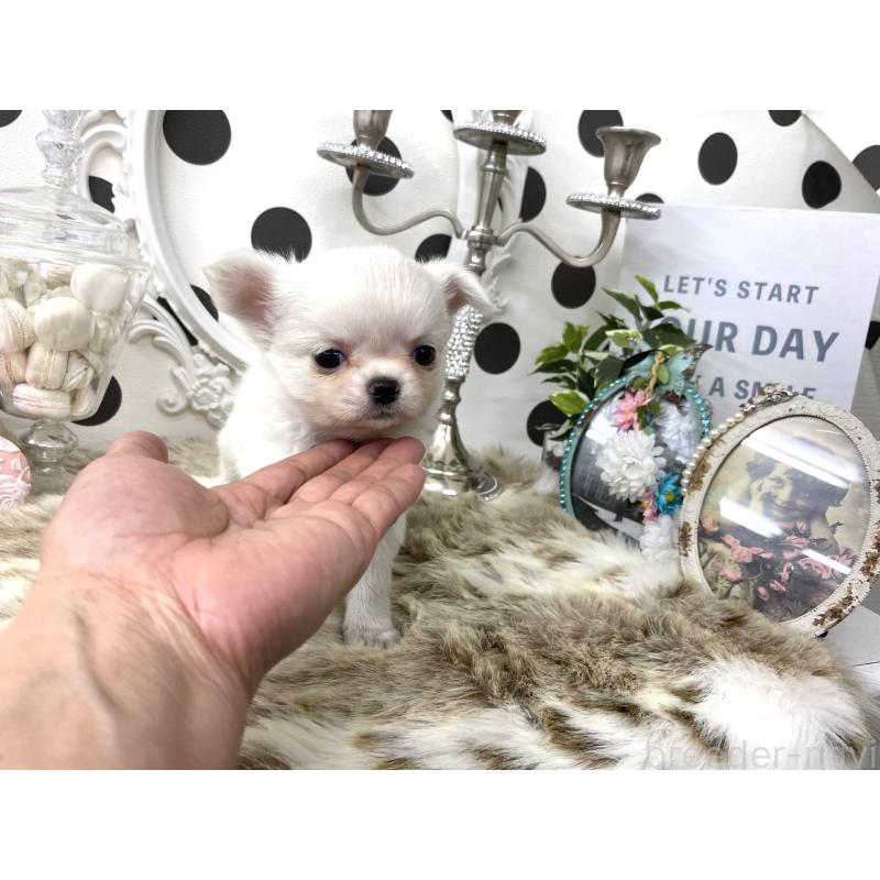 販売中の京都府のチワワ(ロングコート)-448466の2枚目