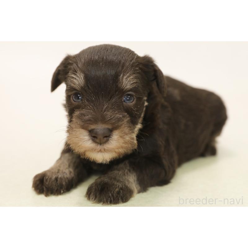 販売中の神奈川県のミニチュアシュナウザー-447482