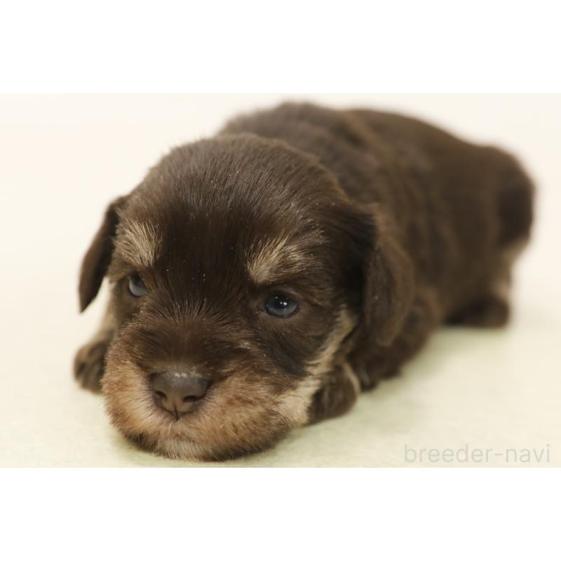 販売中の神奈川県のミニチュアシュナウザー-447483