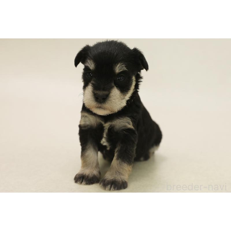 販売中の神奈川県のミニチュアシュナウザー-447484