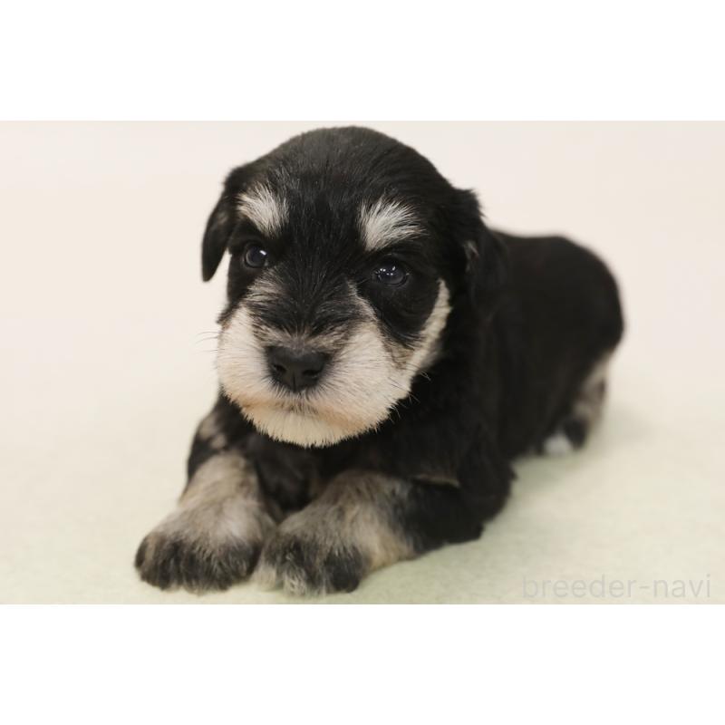 販売中の神奈川県のミニチュアシュナウザー-447485