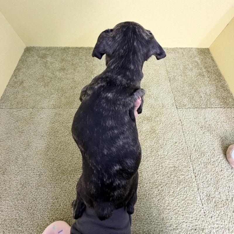 販売中の埼玉県のフレンチブルドッグ-448468の2枚目