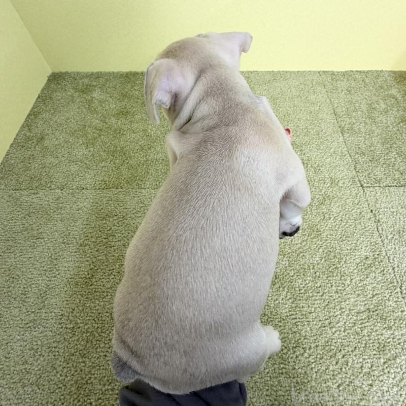 販売中の埼玉県のフレンチブルドッグ-448469の2枚目