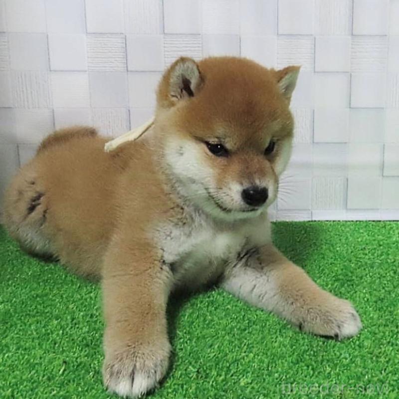 販売中の大阪府の柴犬-448471の8枚目