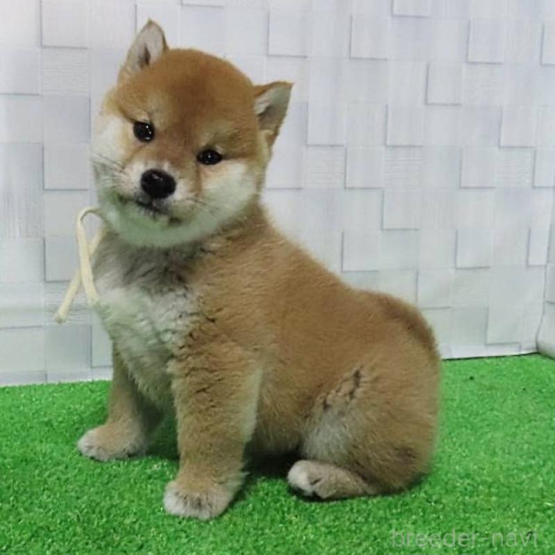 販売中の大阪府の柴犬-448471の7枚目