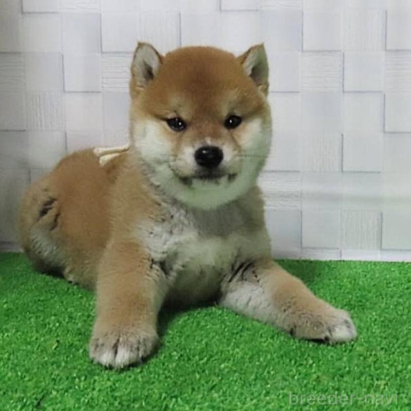 販売中の大阪府の柴犬-448471の6枚目