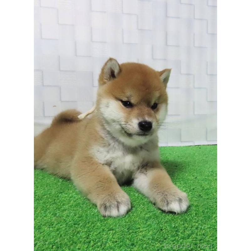 販売中の大阪府の柴犬-448471の5枚目