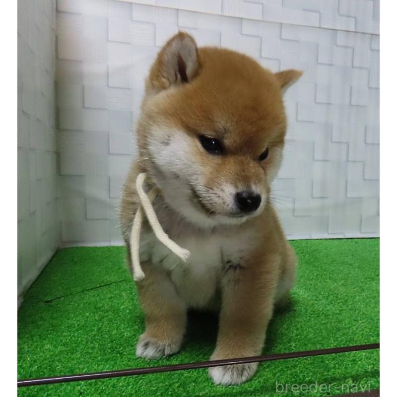 販売中の大阪府の柴犬-448471の4枚目