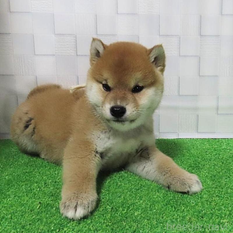 販売中の大阪府の柴犬-448471の3枚目