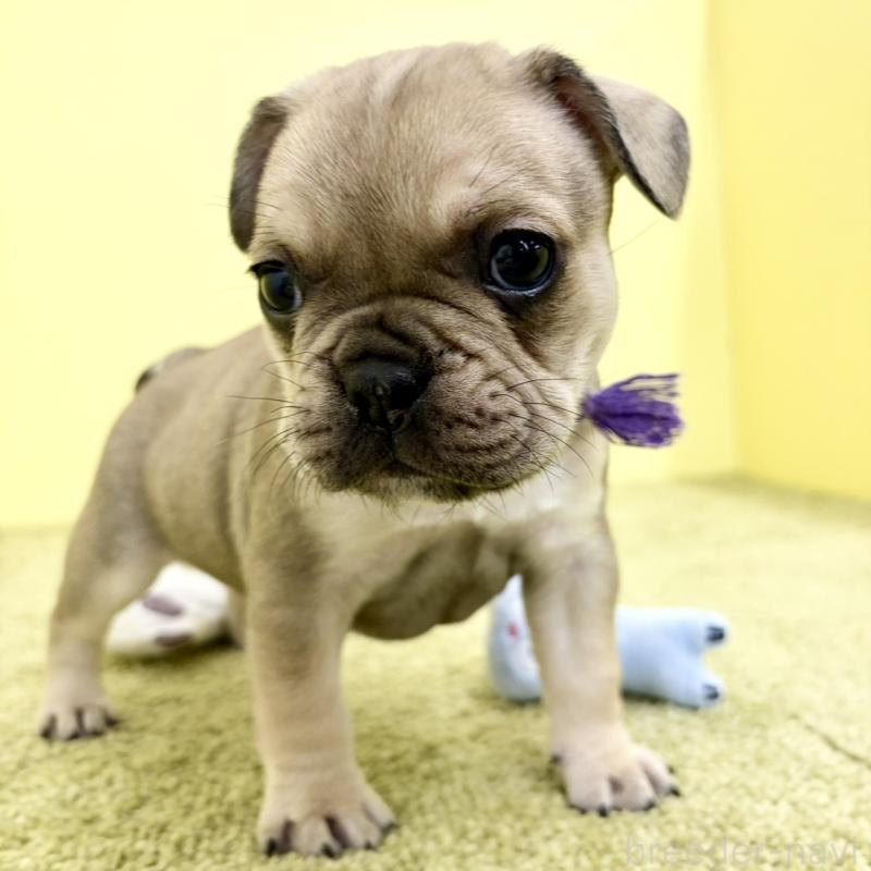 販売中の埼玉県のフレンチブルドッグ-448470