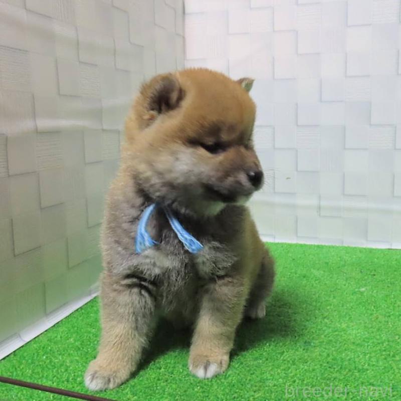 販売中の大阪府の柴犬-448472の7枚目