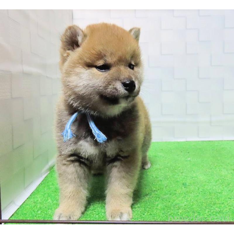 販売中の大阪府の柴犬-448472の6枚目