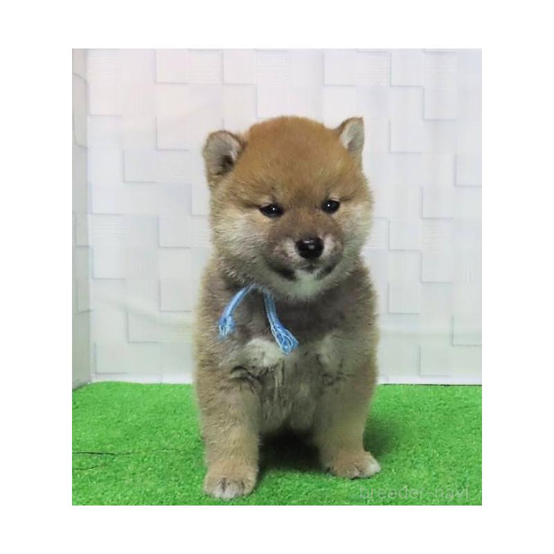 販売中の大阪府の柴犬-448472の4枚目