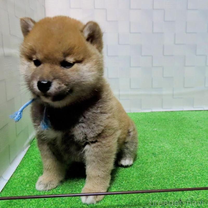 販売中の大阪府の柴犬-448472の3枚目