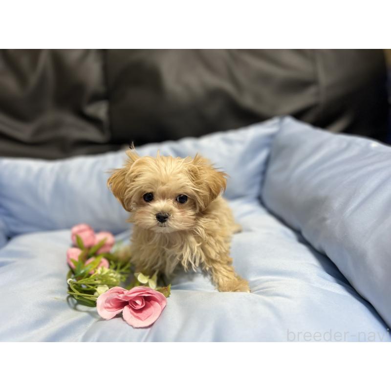 販売中の栃木県のミックス犬-448474の5枚目