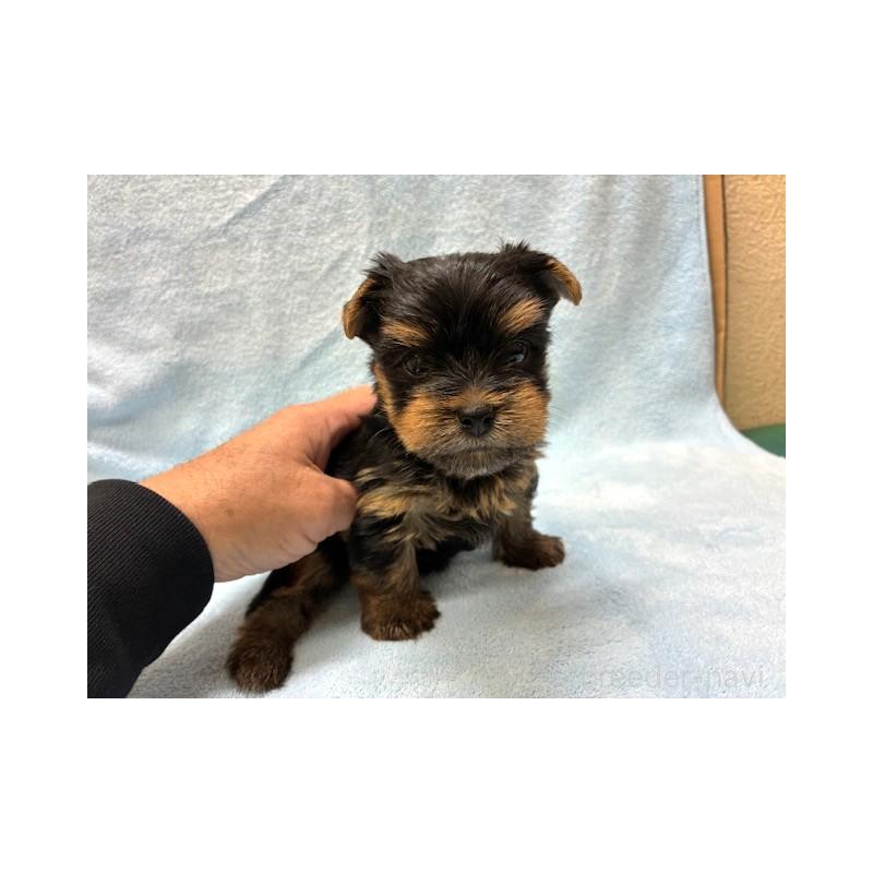 販売中の東京都のヨークシャーテリア-448475の1枚目