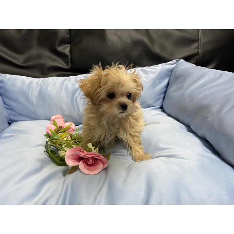 販売中の栃木県のミックス犬-448474の4枚目