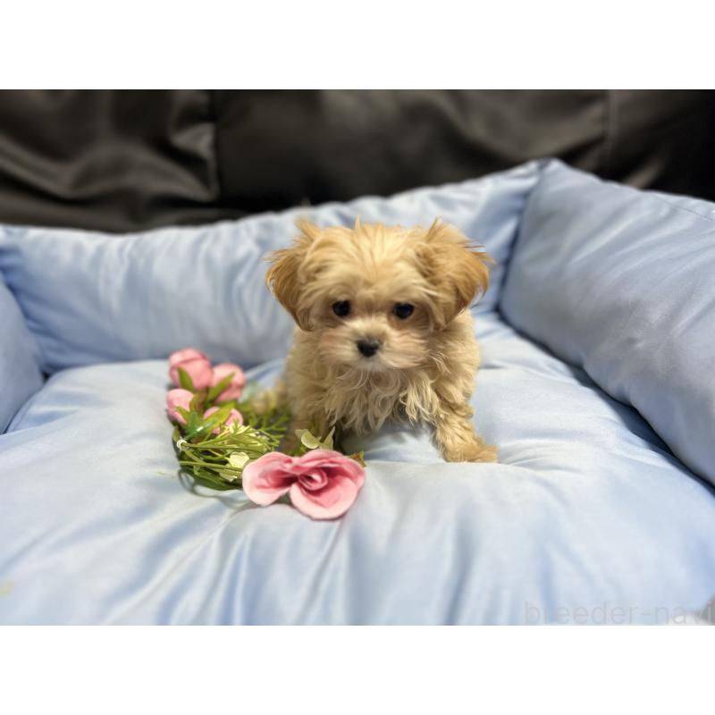 販売中の栃木県のミックス犬-448474の3枚目