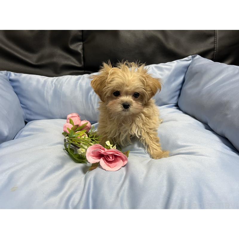 販売中の栃木県のミックス犬-448474の2枚目