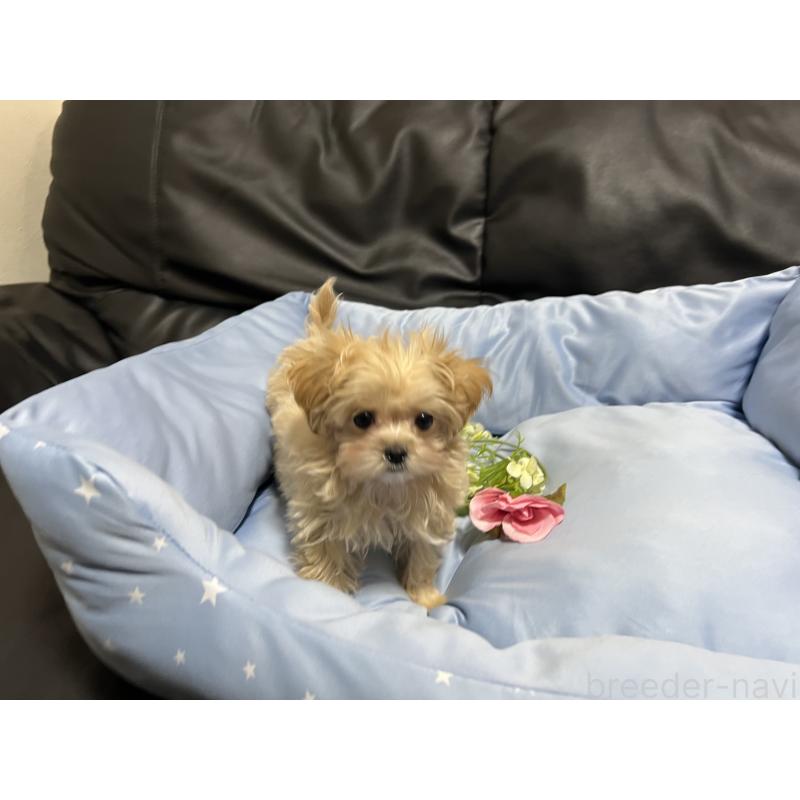 販売中の栃木県のミックス犬-448474の1枚目