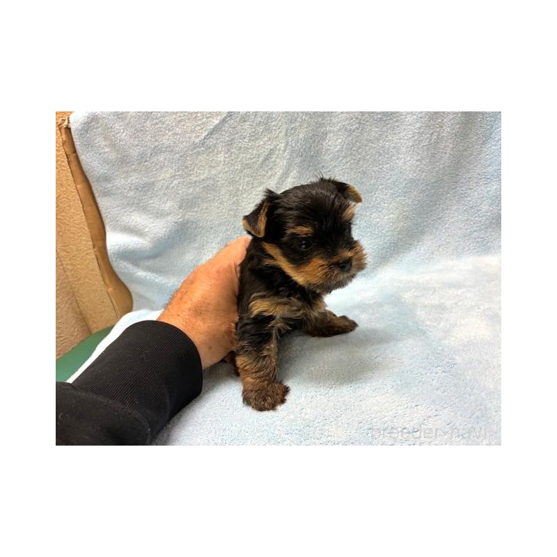 販売中の東京都のヨークシャーテリア-448475の4枚目