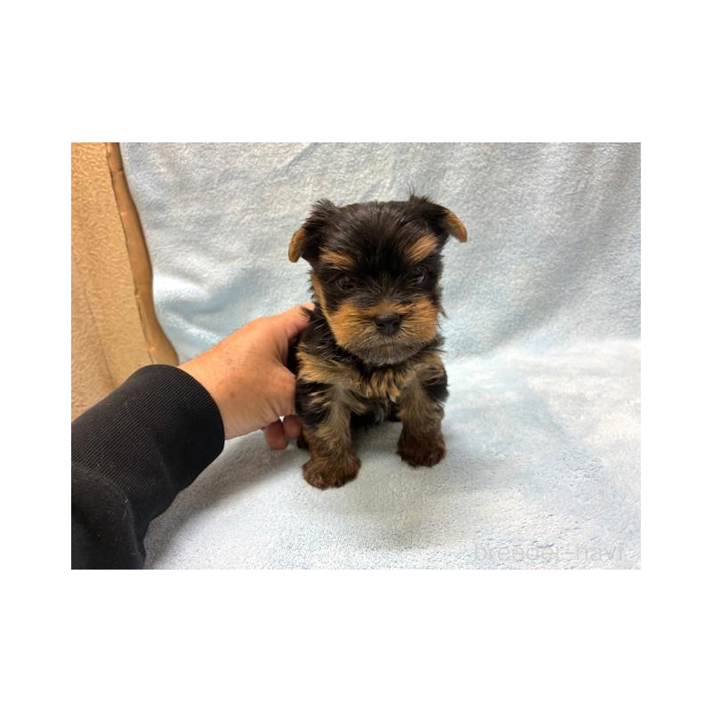 販売中の東京都のヨークシャーテリア-448475の2枚目