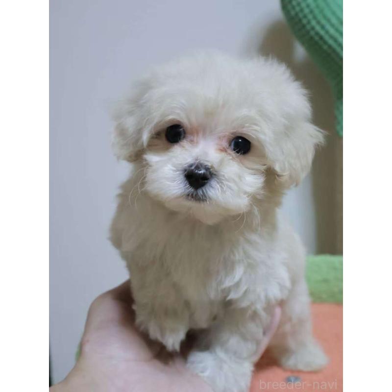 販売中の埼玉県のマルプー:マルチーズ×トイプードル-448476の1枚目