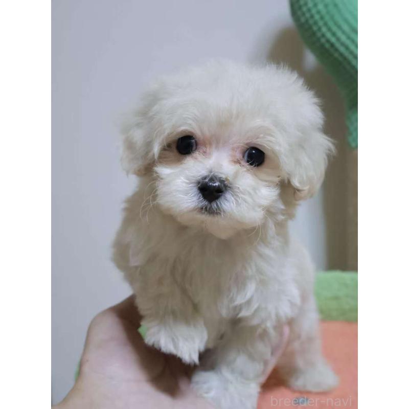 販売中の埼玉県のマルプー:マルチーズ×トイプードル-448476の6枚目