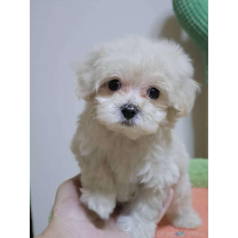 販売中の埼玉県のマルプー:マルチーズ×トイプードル-448476の5枚目