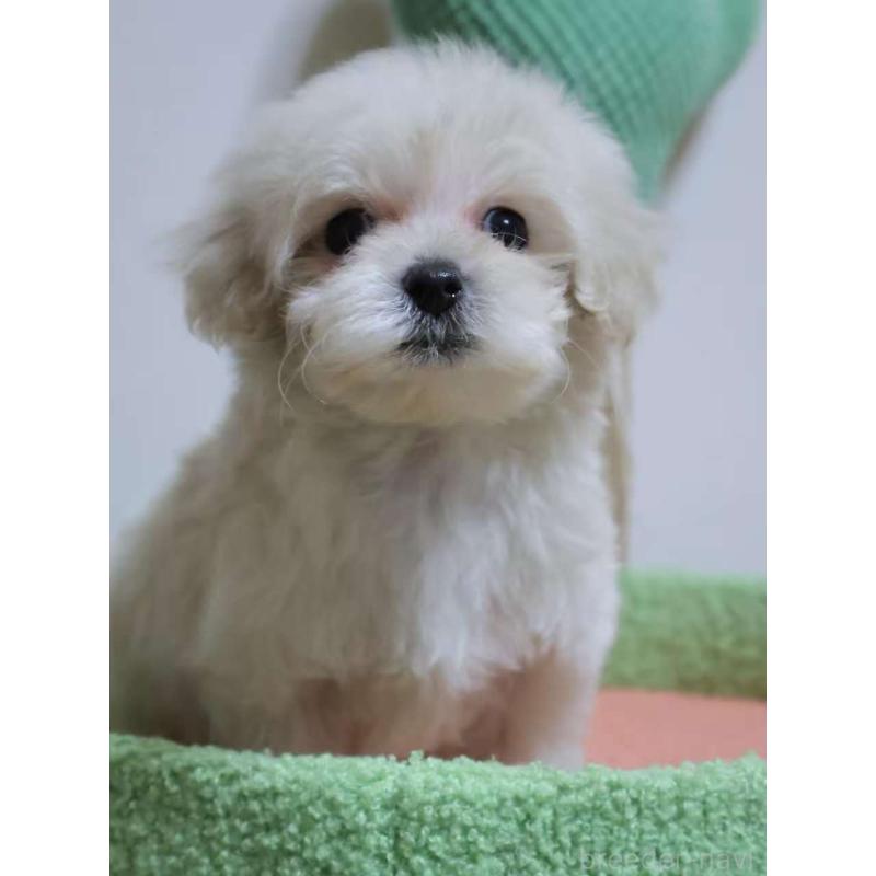 販売中の埼玉県のマルプー:マルチーズ×トイプードル-448476の3枚目